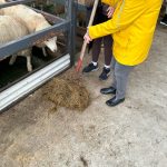 Kathleen McCallan Helps To Feed The Animals At Butterlope Farm