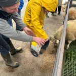 Kathleen McCallan Pictured With Vinnie Helps To Feed The Animals At Butterlope Farm